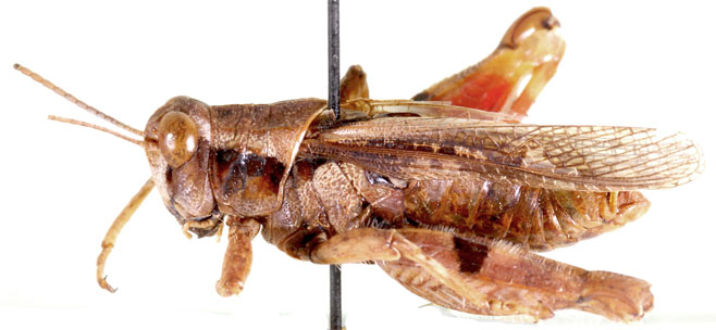Amblyphymus rubidus