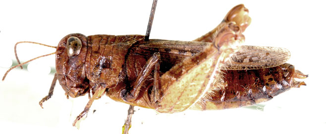 Amblyphymus rubidus