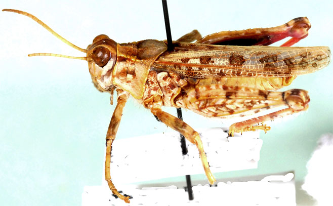 Anabibia thoracica