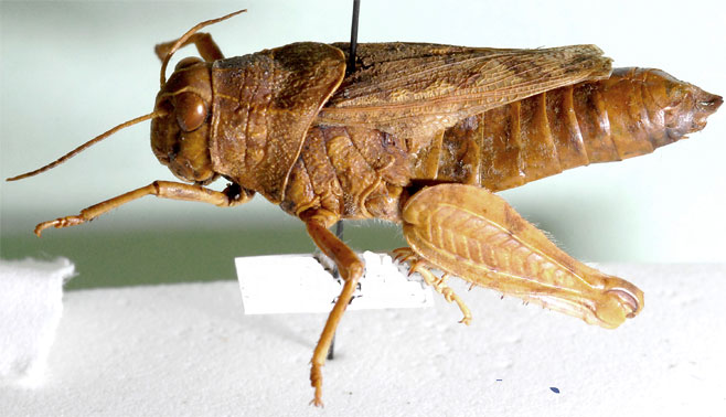 Anabibia thoracica