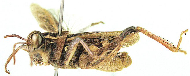 Aneuryphymus rhodesianus