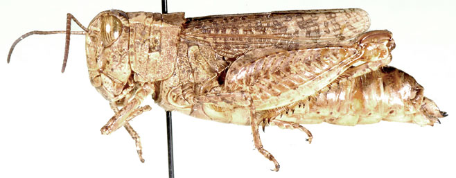 Brachyphymus basuto