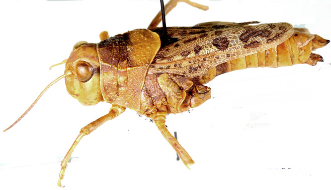 Brachyphymus vylderi