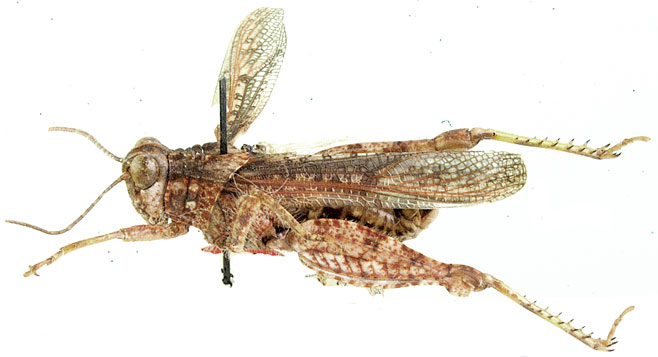 Brachyphymus vylderi