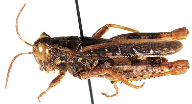 Calliptamicus antennatus