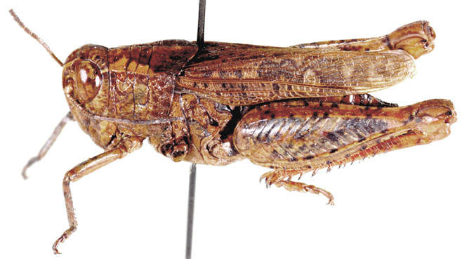 Calliptamicus antennatus