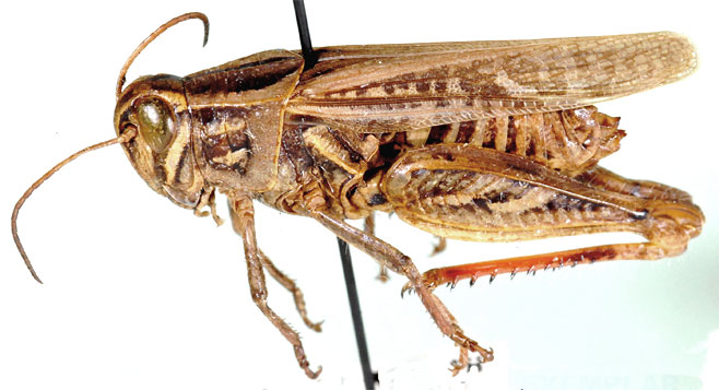 Calliptamicus semiroseus
