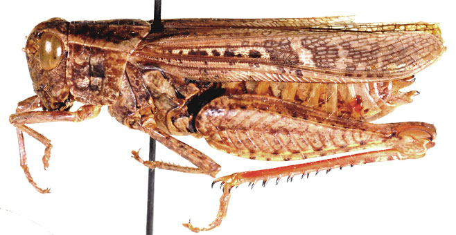 Calliptamicus semiroseus