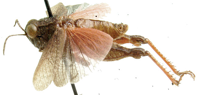 Calliptamuloides minimus