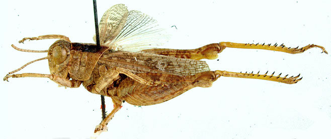 Calliptamulus hyalinus