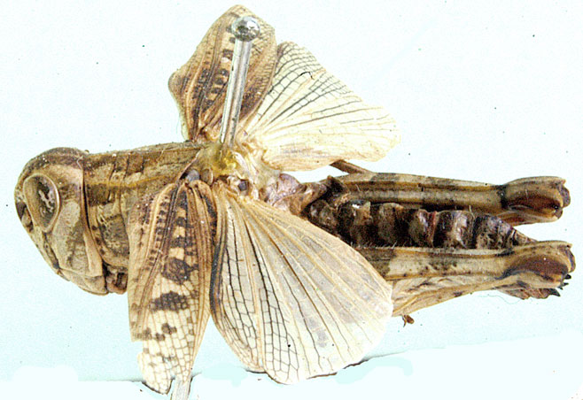 Calliptamulus hyalinus
