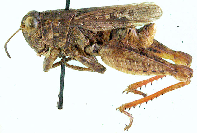 Calliptamulus sulfurescens
