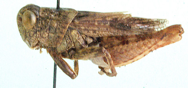 Calliptamulus sulfurescens