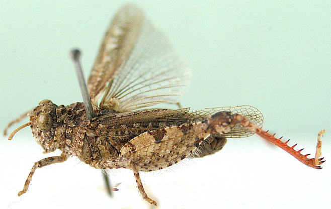 Euryphymus haematopus