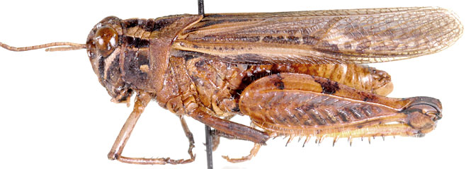 Euryphymus haematopus