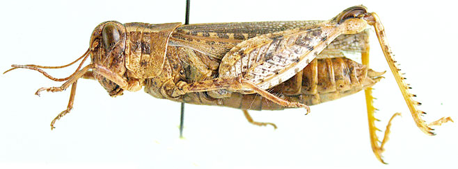 Euryphymus kalahariensis