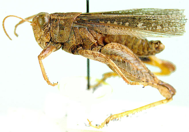 Euryphymus kalahariensis