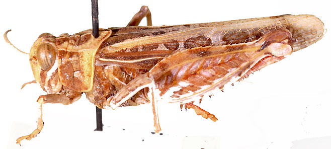 Euryphymus tuberculatus