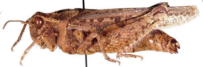 Euryphymus tuberculatus