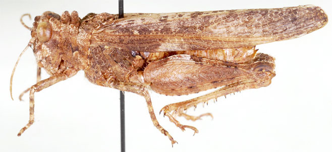 Pachyphymus carinatus