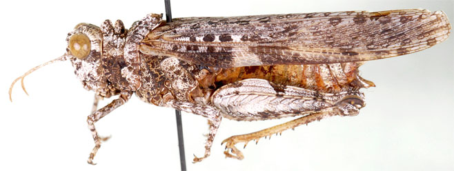 Pachyphymus carinatus