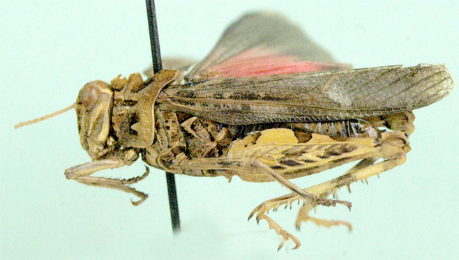 Pachyphymus cristulifer