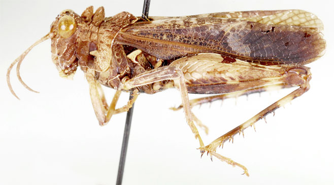 Pachyphymus cristulifer