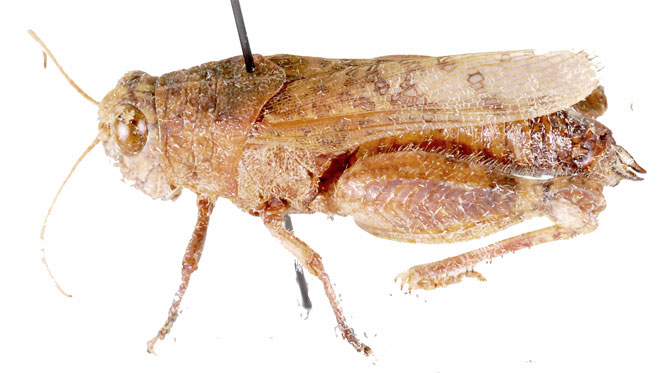 Phymeurus illepidus