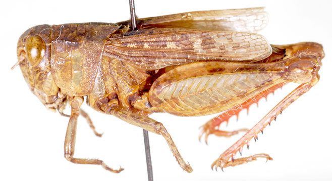 Platacanthoides morosus