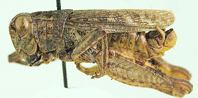 Platacanthoides reductus