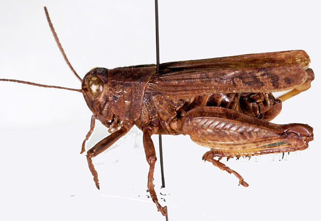 Platacanthoides bituberculatus
