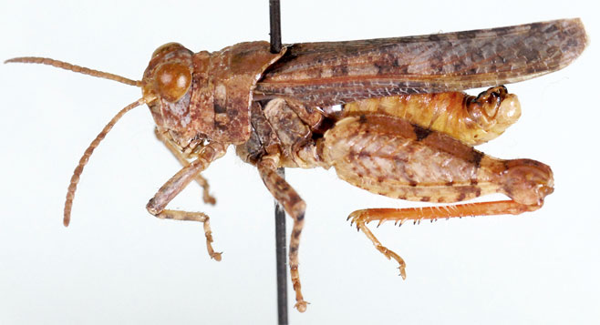 Plegmapteroides minutus