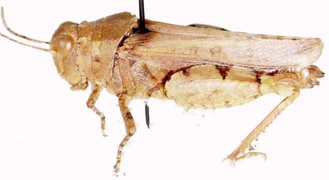 Plegmapteroides minutus