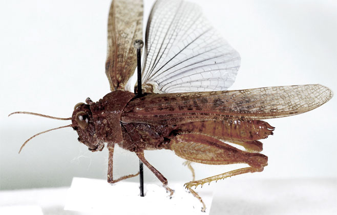 Plegmapteropsis gracilis