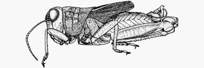 Rhachitopis brachypterus