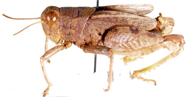 Rhachitopis brincki