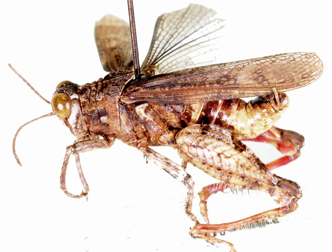 Rhachitopis crassus