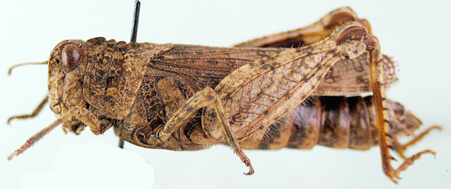 Rhachitopis crassus