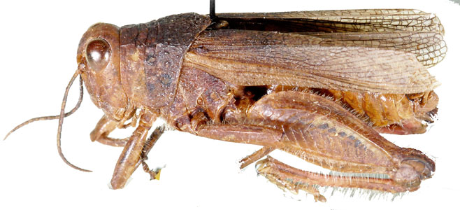 Rhachitopis sanguinipes