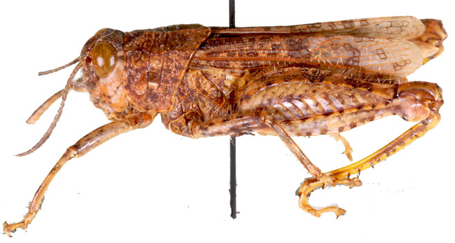 Rhachitopis curvipes