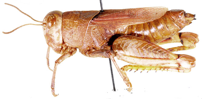 Rhachitopis curvipes