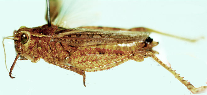 Rhodesiana cuneicerca
