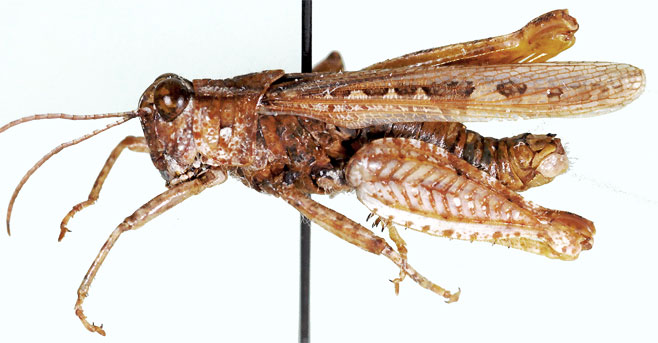 Rhodesiana cuneicerca