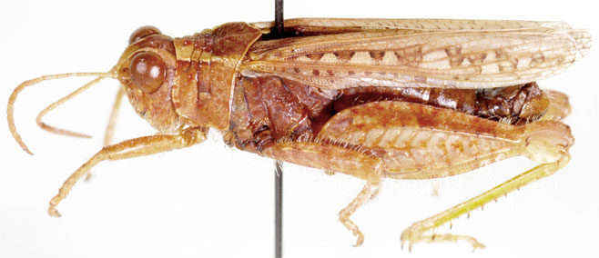 Rhodesiana maculata