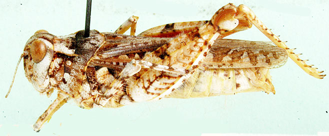 Rhodesiana maculata