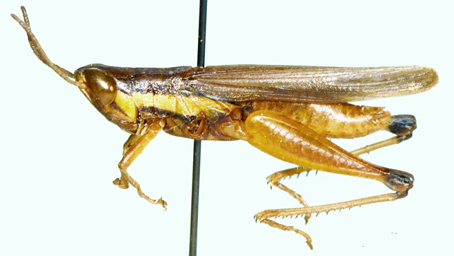 Spathosternum nigrotaeniatum