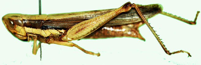 Spathosternum nigrotaeniatum