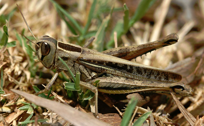 Eyprepocnemis phronusa