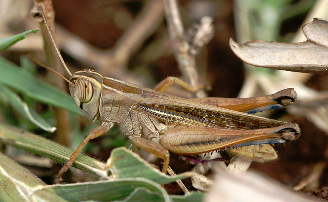 Eyprepocnemis phronusa