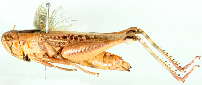 Eyprepocnemis phronusa